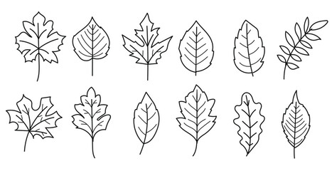 Wall Mural - hand drawn leaves outline collection.vector illustration