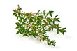 © GSDesign - Fresh thyme sprigs, spice, close-up, isolated on white background.