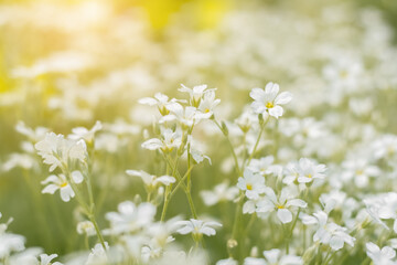Wall Mural - white little flowers in the sunlight