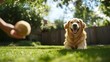 © Ingvar Shelly - pet care joy, a pet sitter playing fetch with a joyful golden retriever in a lush backyard, enjoying the sunny day surrounded by vibrant greenery