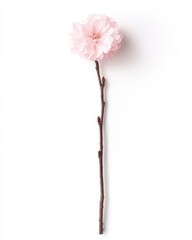Poster - Single Pink Blossom on Branch - Minimalist Floral Art