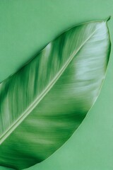 Poster - Minimalistic Green Leaf Texture Against Pastel Background Nature Concept