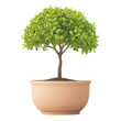 © Photo Style - Small potted tree with lush green leaves, perfect for home or office decoration, adding a touch of nature indoors.