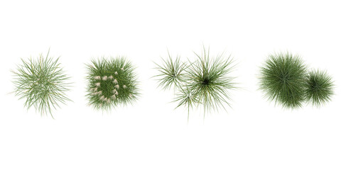 Poster - Collection of Miscanthus plants on transparent background from the top view