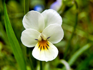 Wall Mural - Wild Pansy (Viola tricolor), aka heart's ease, heart's delight, tickle-my-fancy, Jack-jump-up-and-kiss-me, come-and-cuddle-me, three faces in a hood, or love-in-idleness