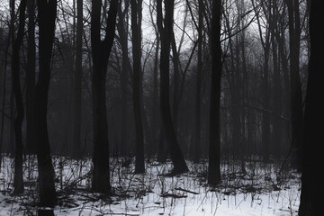 Dark creepy woodland, horror winter forest, fantastic nature, foggy morning 