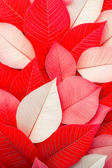 Poster - Bright and vibrant poinsettias create a festive atmosphere for Christmas celebrations
