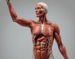 © Eky Epsa - Human Anatomy Muscular System