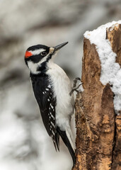 Wall Mural - The Hairy Woodpecker in the snow (Leuconotopicus villosus) is a medium-sized woodpecker found across North America