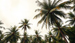 © SusDmi - Photo of palm trees tropical background, vintage style panoramic web banner, magazine photoshoot, with white tones