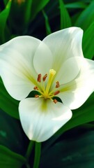 Wall Mural - A pristine white lily blossom against a vibrant green backdrop, plant photography, backdrop