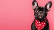 © evgenia_lo - A charming French bulldog holds a card with Happy Valentine's Day on a vibrant backdrop. Banner with copyspace.