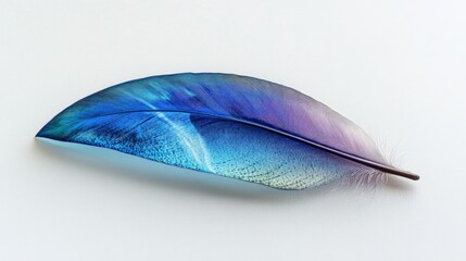 Wall Mural - a blue and purple feather on a white background