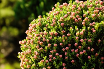 Poster - A bush with bright pink flowers basking in warm sunlight