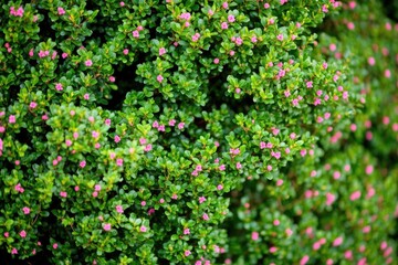 Poster - A close-up view of a bush with vibrant pink flowers, ideal for use in gardening or nature-themed designs