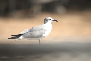 Wall Mural - seagull on the beach