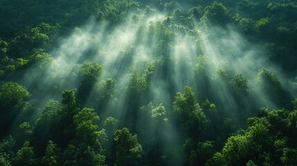 Wall Mural - Sunbeams breaking through morning mist in a lush green forest canopy.