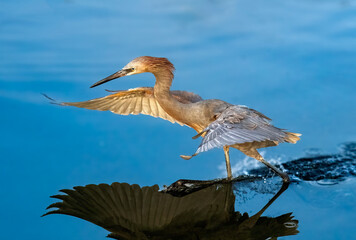 reddish egret foraging with wings wide open at Bolsa Chica