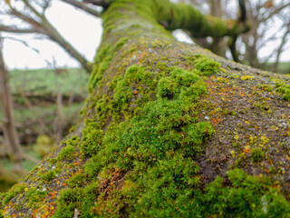 Wall Mural - Macro of moss on a tree branch in winter 