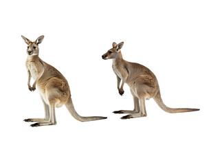 kangaroo