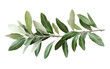 © Mark - Realistic olive branch with green and grey tones, botanical art design, natural foliage element, Mediterranean concept isolated on transparent background