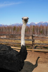 Wall Mural - ostrich stands tall against a backdrop of mountains and clear blue sky in rural setting