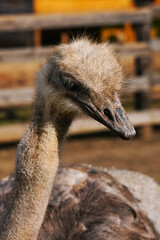 Wall Mural - close-up of an ostrich in a farm setting during a sunny day
