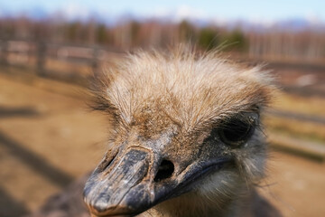 Close-up of an ostrich in a farm setting with a blurred background of trees and sky