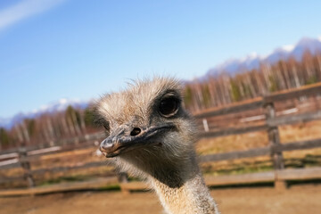 Wall Mural - friendly ostrich poses for a close-up shot on a sunny day in a farmyard