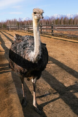 Wall Mural - large ostrich stands tall on a farm with mountains in the background during daylight