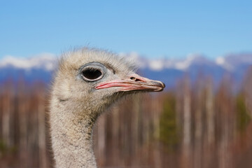 Wall Mural - close-up of an ostrich with mountains in the background during a sunny day