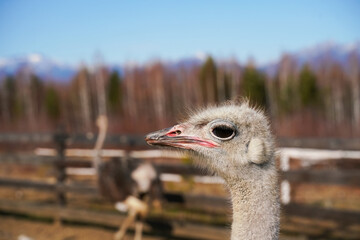 Wall Mural - ostrich head close-up against blue sky with distant mountains and other ostriches nearby