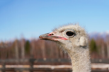 Wall Mural - close-up of an ostrich under a clear blue sky in a natural habitat setting