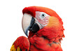 © Mark - Scarlet macaw parrot portrait closeup, vibrant red, blue, and yellow tropical bird with detailed feathers, exotic wildlife animal isolated on transparent background