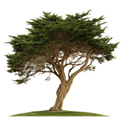 majestic monterey cypress tree: a timeless symbol of nature's resilience and beauty