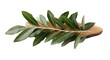 © Mark - Realistic olive branch with green and grey tones, botanical art design, natural foliage element, Mediterranean concept isolated on transparent background