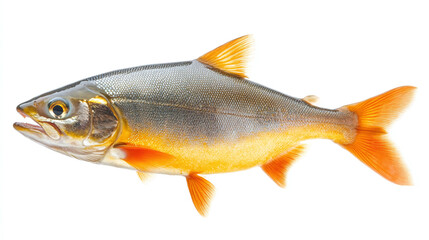 Wall Mural - Orange grey salmon fish animal isolated on white background. fresh raw uncooked sea or ocean food, marine aquatic wildlife fishing meal, healthy river trout, restaurant menu, omega.