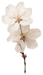 Poster - PNG Real Pressed white cherry blossom flower petal plant.