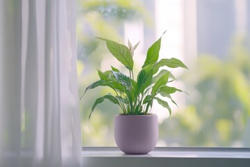 Poster - A small green plant in a pink pot on a windowsill, surrounded by natural light.