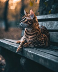Poster - A Bengal cat rests on a park bench, gazing thoughtfully into the distance.