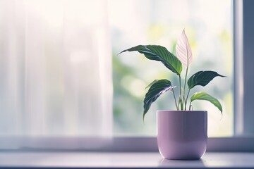 Poster - A serene indoor plant in a soft-lit window setting.