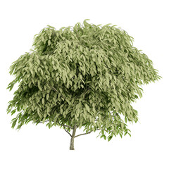 beautiful shape of green hornbeam tree isolated on transparent canvas