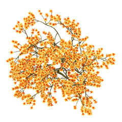 Wall Mural - 3d illustration of Autumn tree isolated on transparent canvas from top view