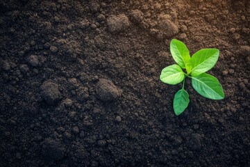 Aufkleber - Small green sprout emerges from dark soil.