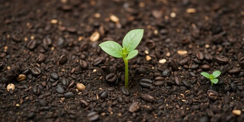 Coffee grounds being sprinkled onto young vegetable plants as natural organic fertilizer, providing a rich source of nitrogen for growth and development, fertilizer, coffee