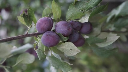 A beautiful view of fresh plums hanging from a tree branch in a vibrant garden setting