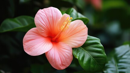 Canvas Print - Delicate Pink Hibiscus Flower Surrounded by Lush Green Leaves in a Natural Setting