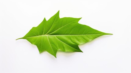 Aufkleber - Vibrant green leaf isolated on a clean white background showcasing natural beauty and organic design elements for creative projects.