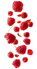 Wall Mural - raspberries falling on white background