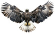 © aneeb - Golden Eagle with Outstretched Wings isolated on transparent Background